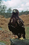 Male Golden Eagle