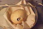 Golden Eagle egg