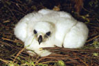 Eaglet, 3 weeks old