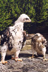 Eagle and Goshawk