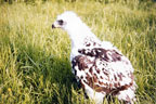 Young Golden Eagle