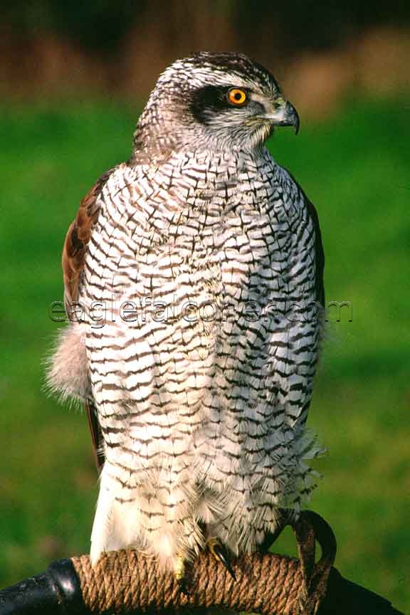 Finnish Goshawk