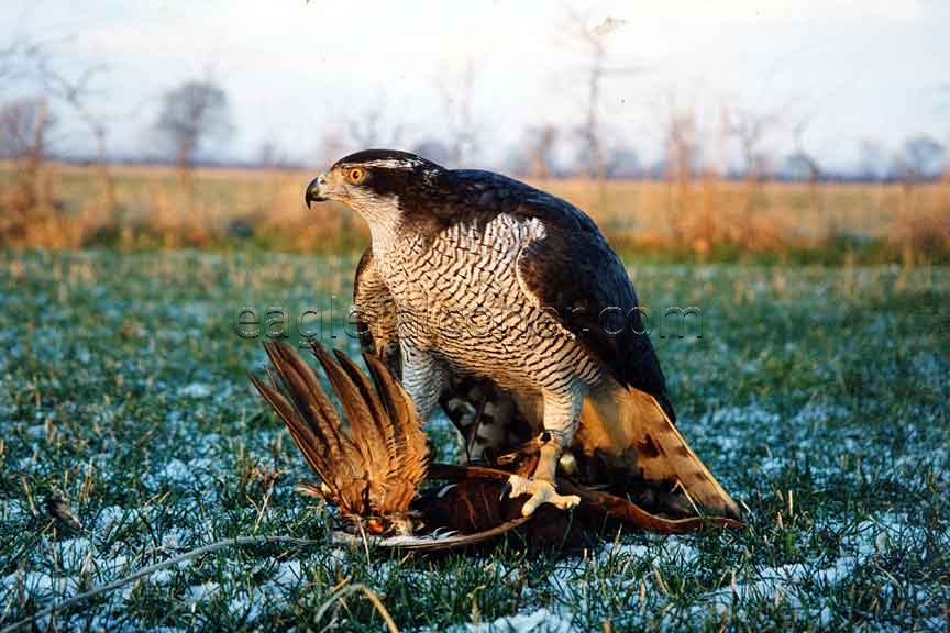 Female German Goshawk