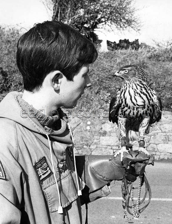 Swedish Goshawk