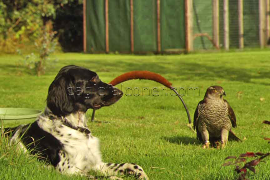 Munsterlander with Goshawk