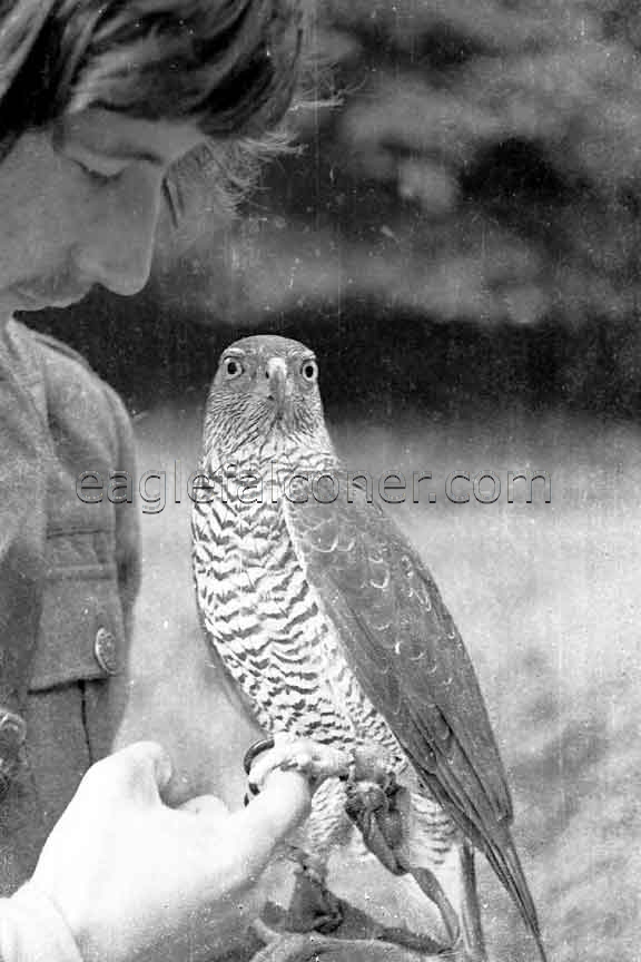 Adult German Goshawk