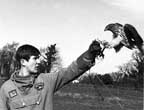 Training a goshawk