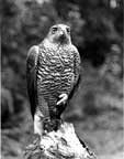 Male goshawk