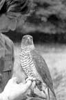 German Goshawk