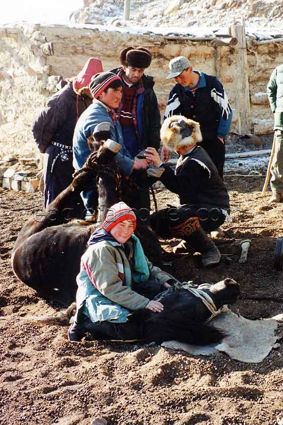 Shoeing Mongolian Horse