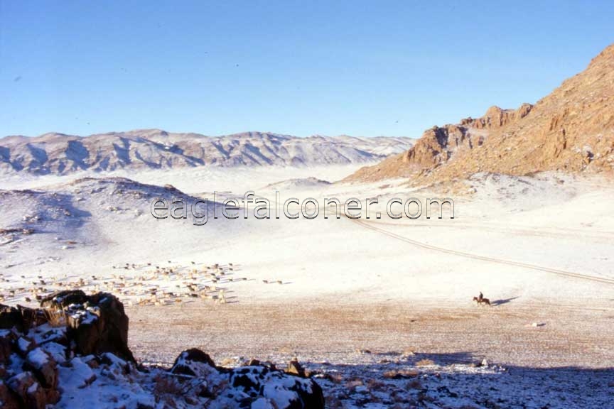 Mongolian Nomad flock