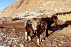 Mongolian horse saddled