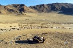 Marco Polo Sheep skull