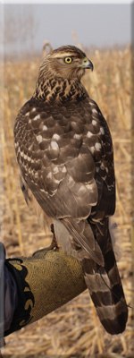 Falconry in China