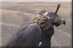 Kyrgyzstan falconry