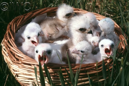 Red Kite Chicks