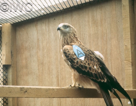 Release Red Kites England