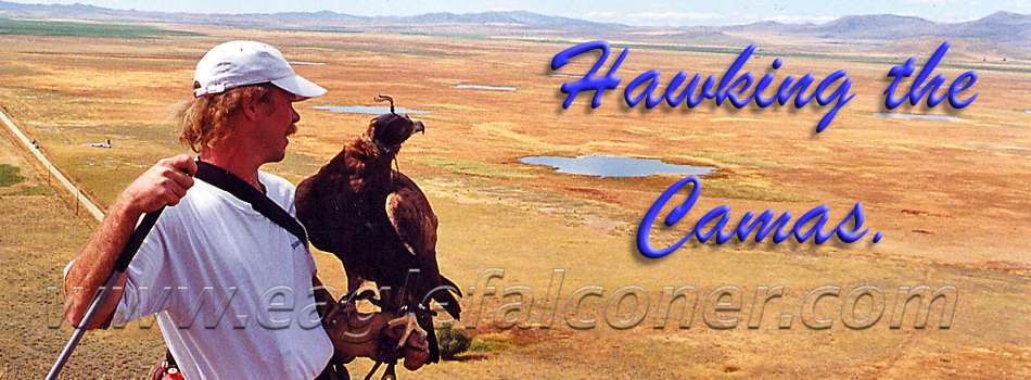 Falconry in America